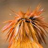 Plumes d'Orée von Renald Bourque