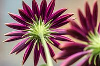 Paarse Spaanse Margriet