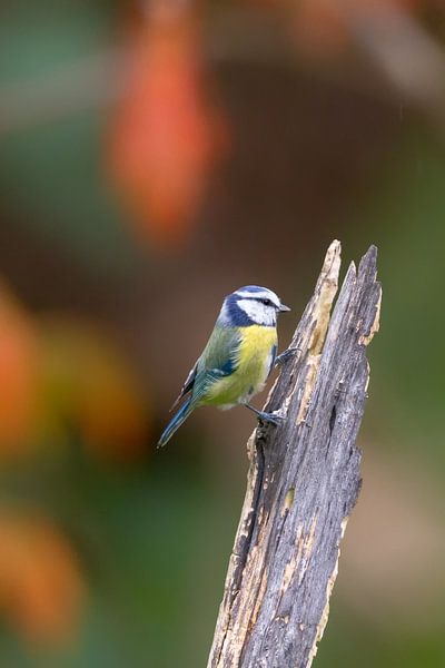 Blaumeise (Cyanistes caeruleus) von Dirk Rüter