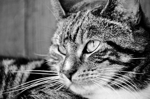 Poes