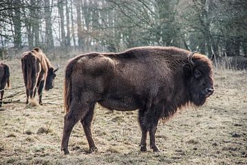 Bison by Wouter van Rheenen