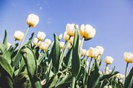 Lichtgele tulpen tegen een blauwe hemel van Expeditie Aardbol thumbnail