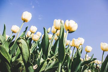 Des tulipes jaune clair dans un ciel bleu sur Expeditie Aardbol