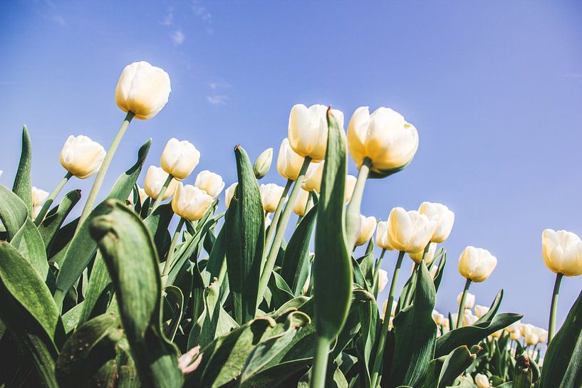 Lichtgele tulpen tegen een blauwe hemel van Expeditie Aardbol