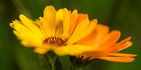 Calendula (1)