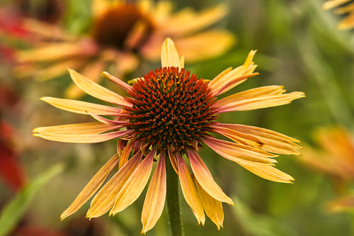Zomerse Zonnehoed 'Summerina Orange'