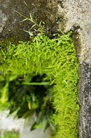 Green wall