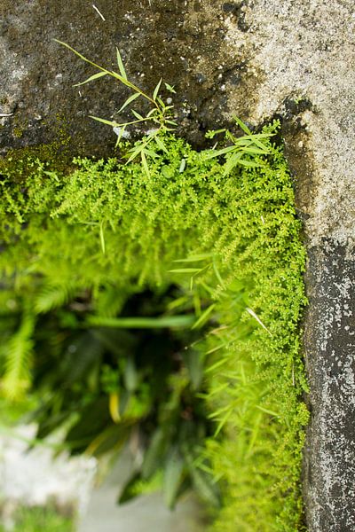 Green wall by Martijn Stoppels