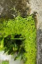 Green wall by Martijn Stoppels thumbnail