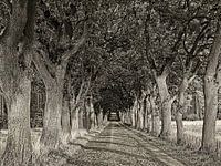 Historical avenue of English oaks in Kirchlinteln