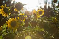 Sunflowers by Matthijs Damen thumbnail