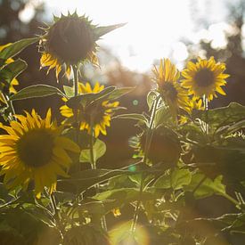 Sonnenblumen von Matthijs Damen