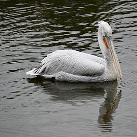 Kroeskoppelikaan op rustig water. van Jose Lok