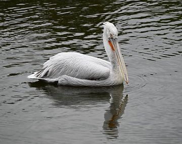 Kroeskoppelikaan auf ruhigem Wasser.