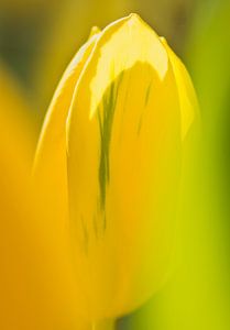 Tulip in backlight 3 von Greetje van Son