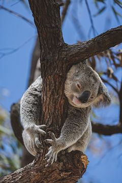 Koala's von Magnetic Island: Ein ikonisches australisches Erlebnis von Ken Tempelers