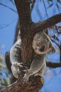 Koala's of Magnetic Island: An Iconic Australian Experience by Ken Tempelers thumbnail