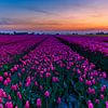 Tulpenvelden op Goeree-Overflakkee van Marcel Tuit