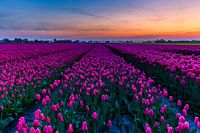 Tulpenvelden op Goeree-Overflakkee