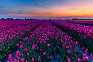 Dutch tulipfields at sunset von Marcel Tuit