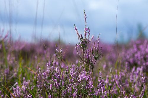 Paarse Heide