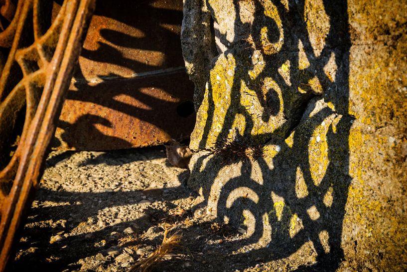Ombre d'une clôture ornementale en fer forgé par Ad Bervoets AdFont