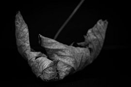 Inside Nature by Mario Creanza