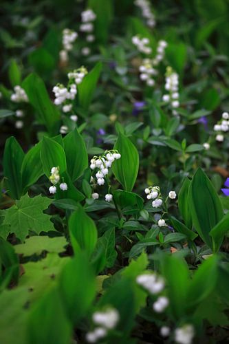 Lelietjes-van-dalen