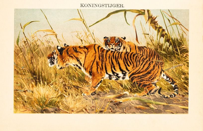Plaque d'école ancienne en couleur Roi tigre par Studio Wunderkammer