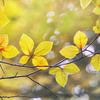 Goldener Herbst von Cynthia Derksen