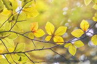 Gouden Herfst