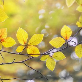 Gouden Herfst van Cynthia Derksen