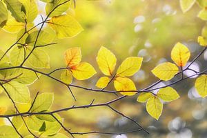 Goldener Herbst