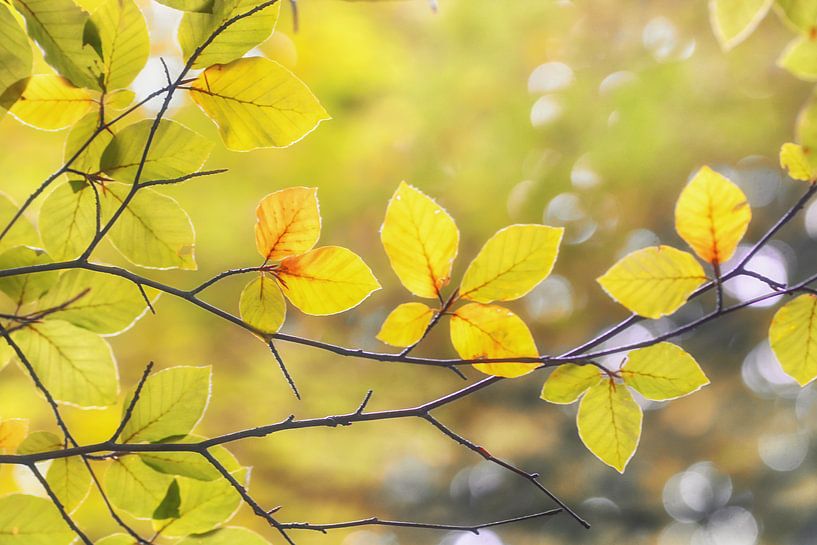 Goldener Herbst von Cynthia Derksen