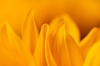 Zonnebloem