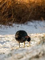 Coot in the snow