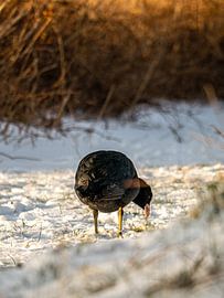 Blässhuhn im Schnee