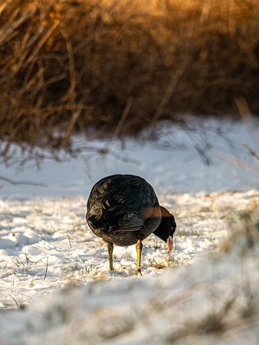 Meerkoet in de sneeuw