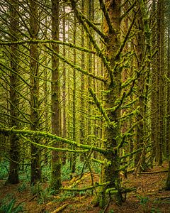 Grüner Wald im Cape Sebastian State Scenic Corridor, Oregon