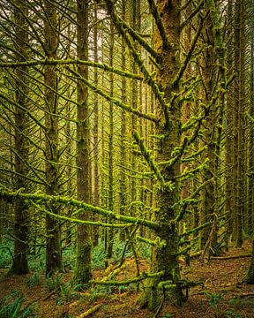 Green forest at Cape Sebastian State Scenic Corridor, Oregon