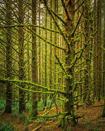 Groen bos bij Cape Sebastian State Scenic Corridor, Oregon