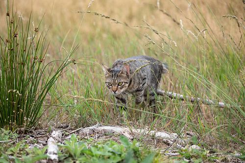Tabby Cat in the Woods