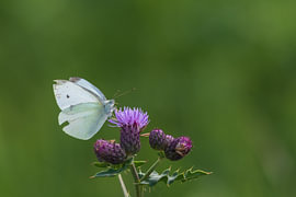 Koolwitje van Merijn Loch