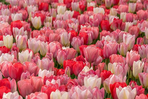 tulips red,pink