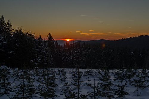 sundown over a pine tree plantation