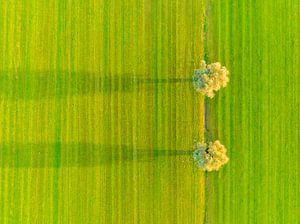 Willow trees in a freshly cut meadow during an early morning see