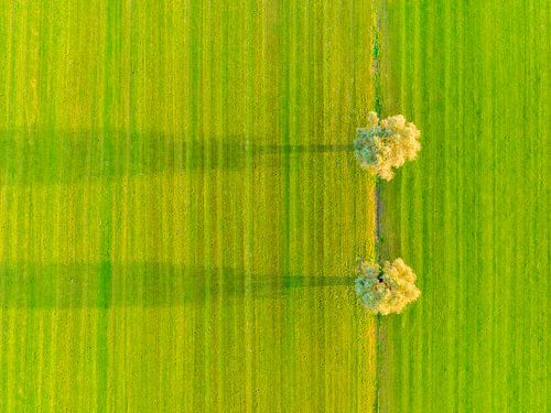 Wilgenbomen in een vers gemaaid weiland van bovenaf gezien