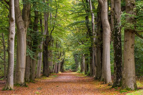 Bospad in de Beetsterzwaagse bossen