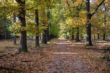 Autumn in the oak forest by whmpictures .com