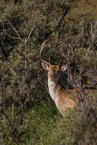 Ein posierender Damhirsch
